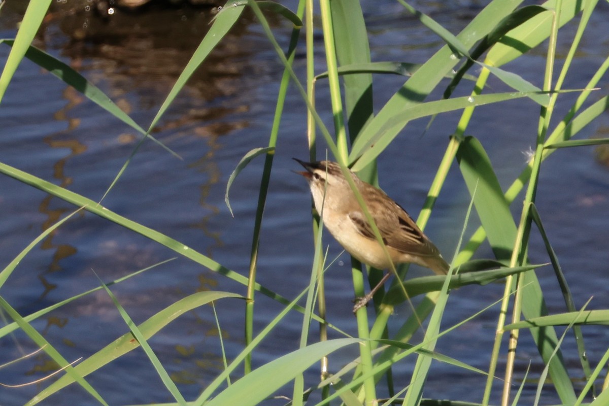 Sedge Warbler - ML646172002