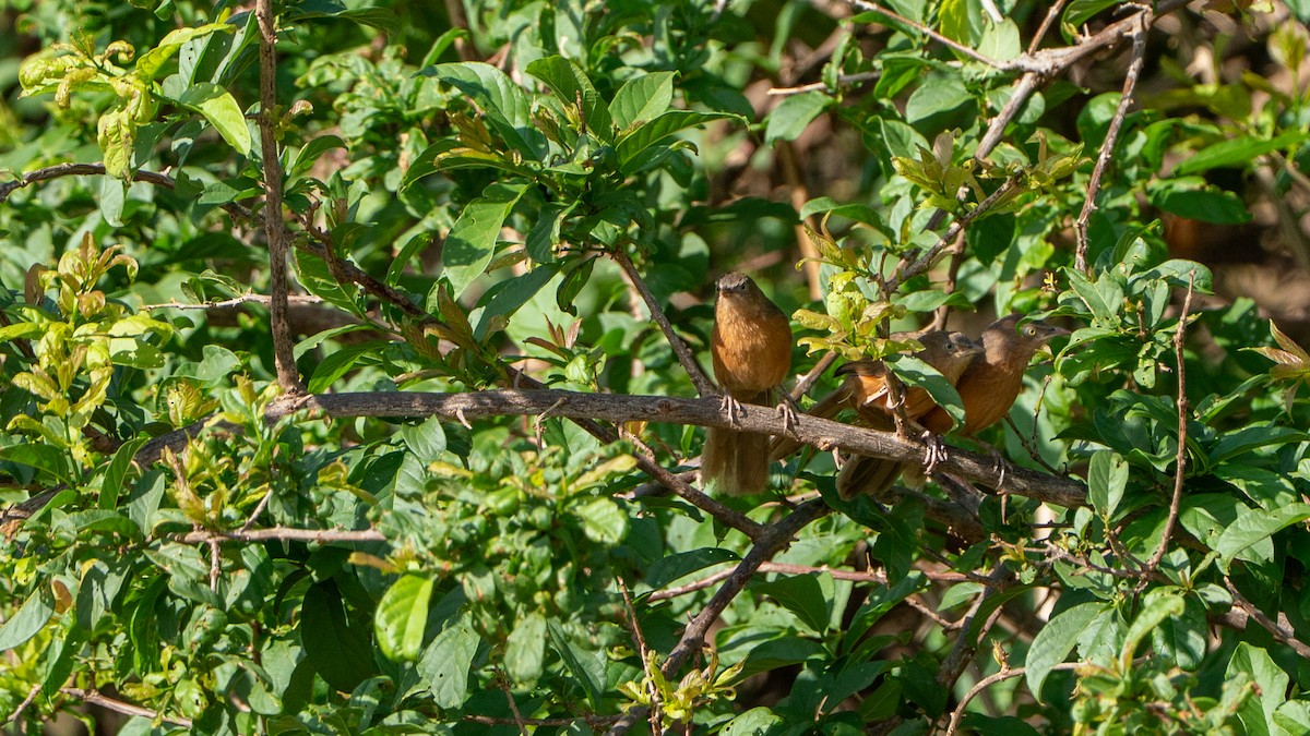 Rufous Chatterer - ML646172003