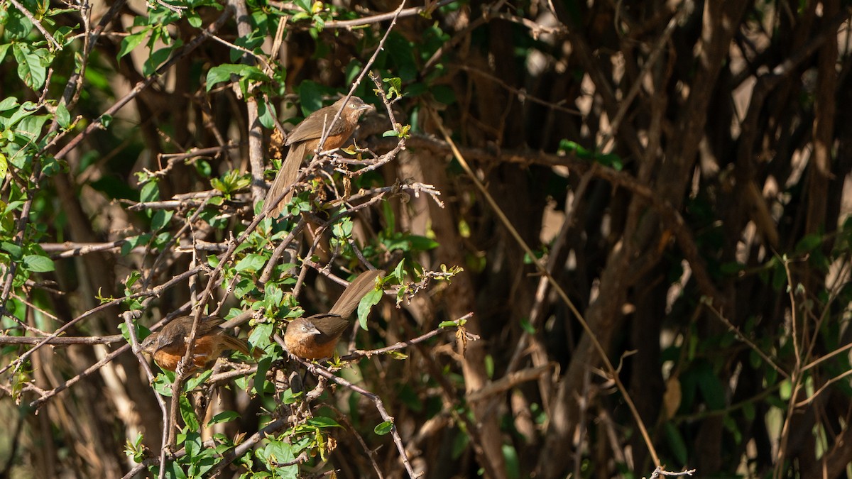 Rufous Chatterer - ML646172004