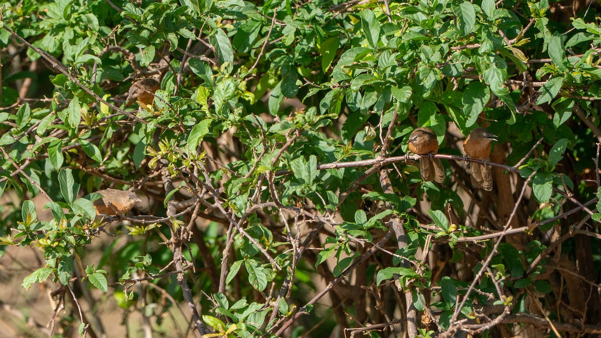 Rufous Chatterer - ML646172005