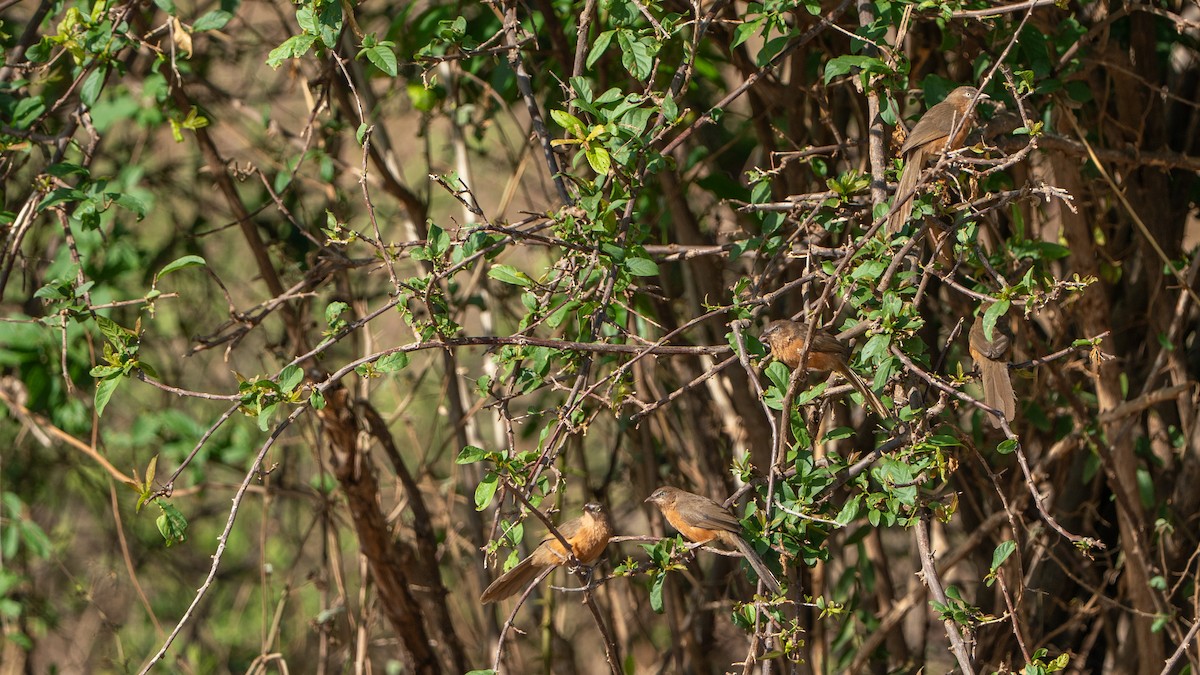 Rufous Chatterer - ML646172006
