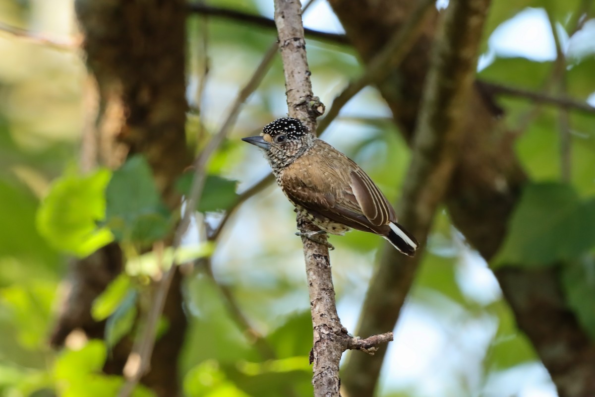 White-wedged Piculet - ML646172007