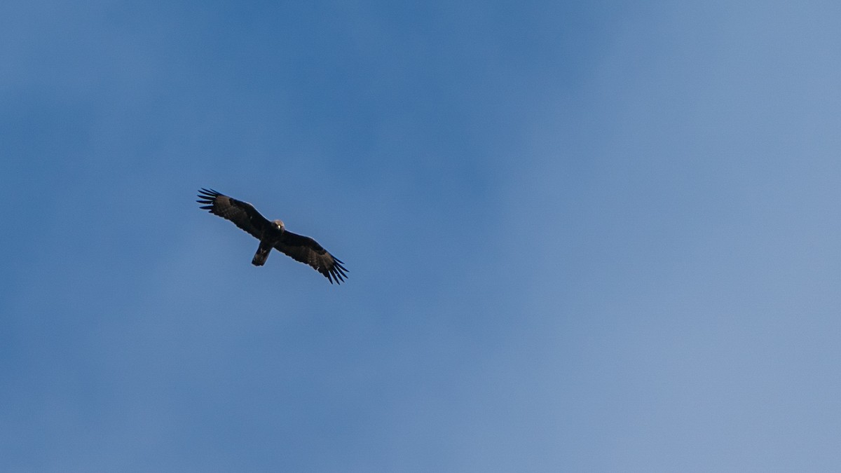 Wahlberg's Eagle - ML646172009