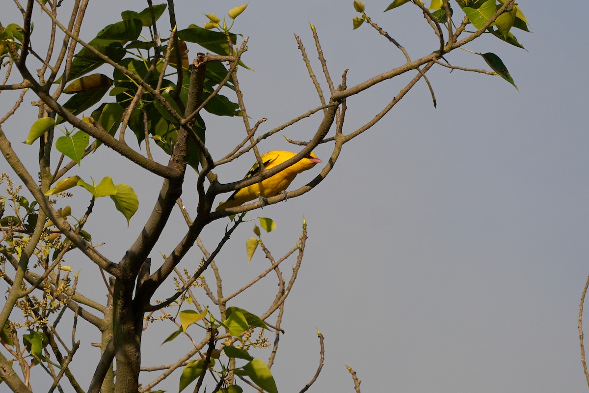 Black-naped Oriole - ML646172010