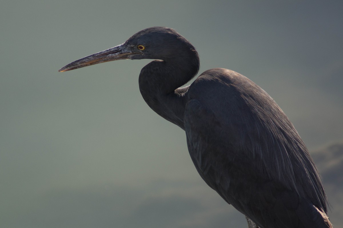 Pacific Reef-Heron - ML646172011
