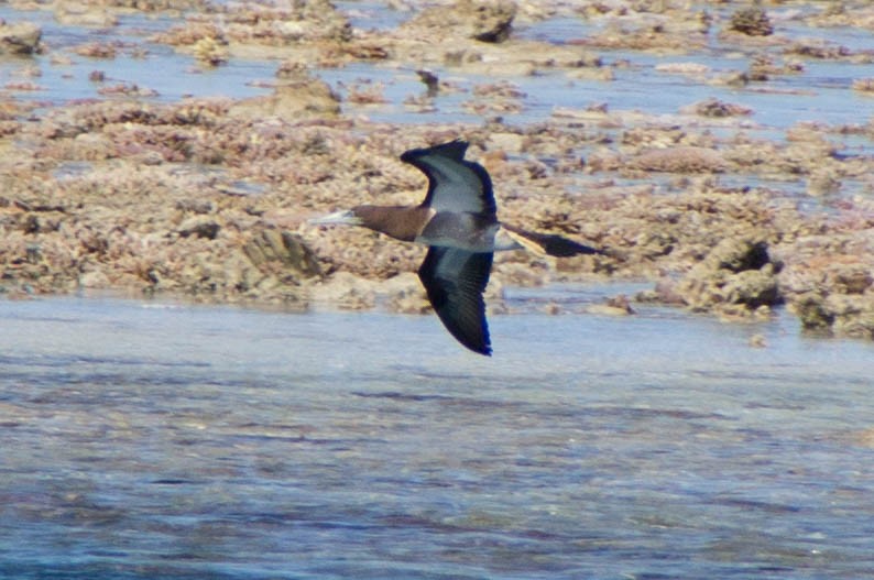 Brown Booby - ML646172012