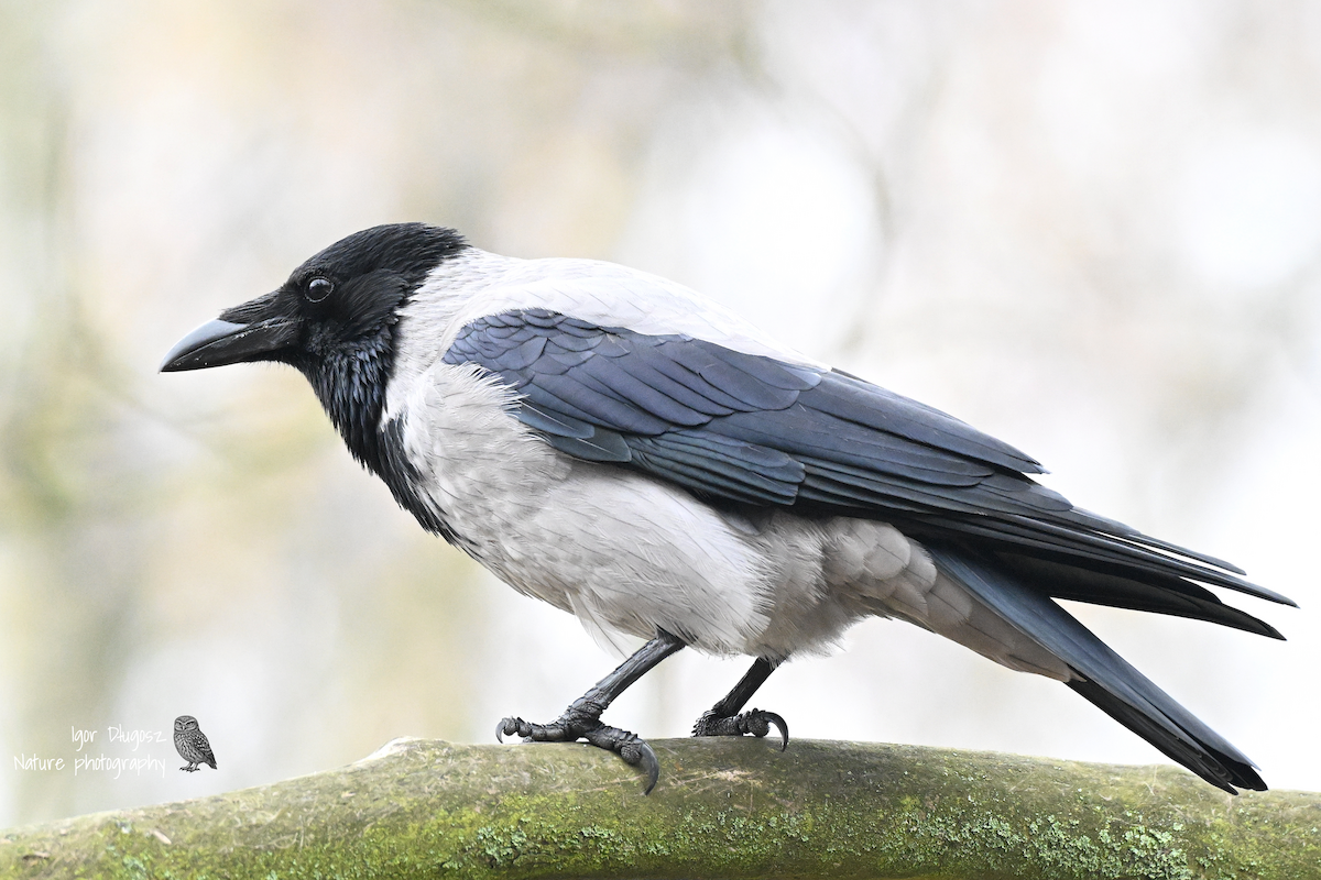 Hooded Crow - ML646172013