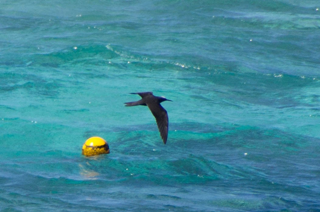 Tiñosa Menuda - ML646172015