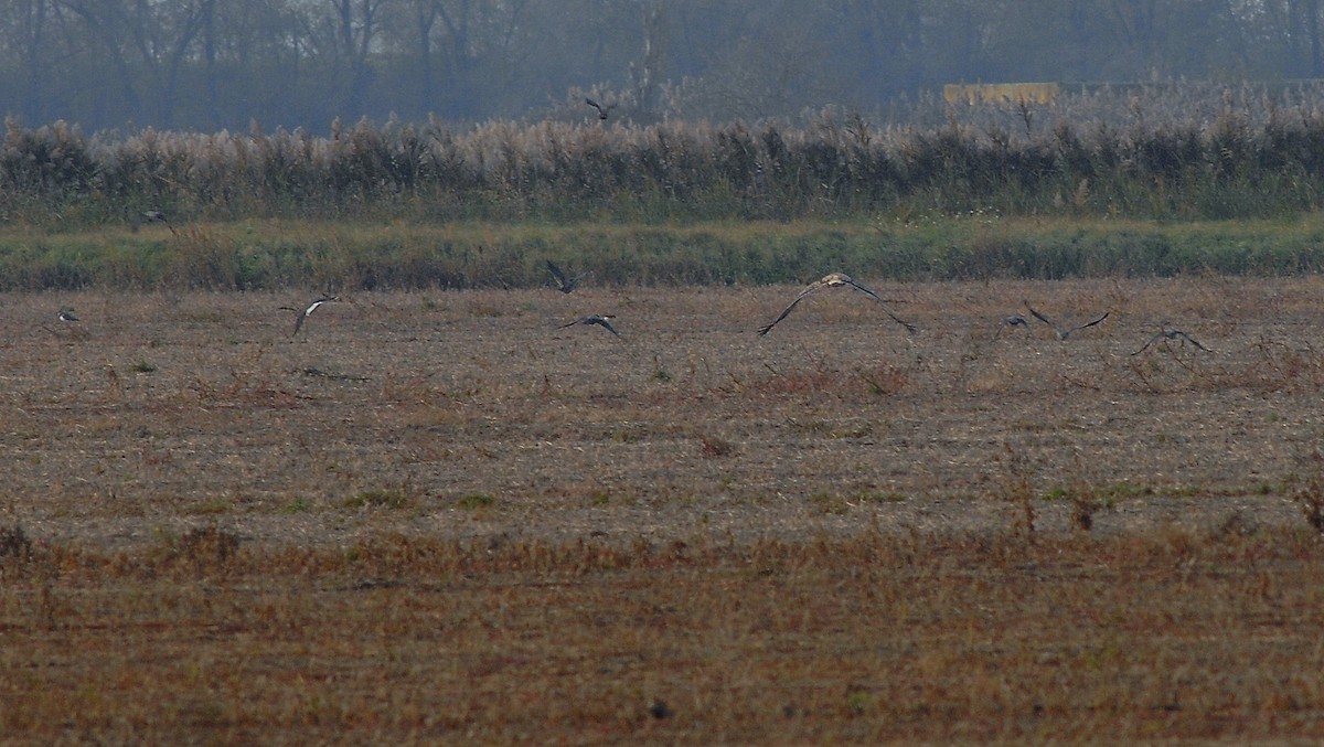 Águila Imperial Oriental - ML646172020