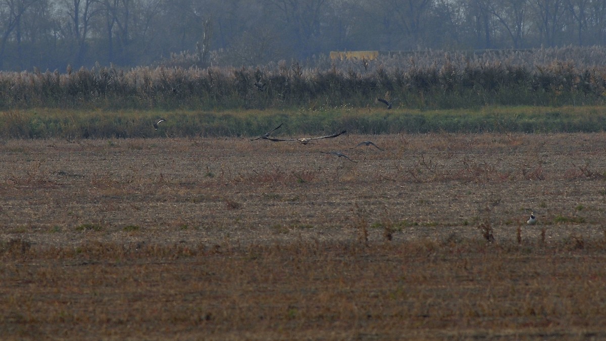 Águila Imperial Oriental - ML646172021