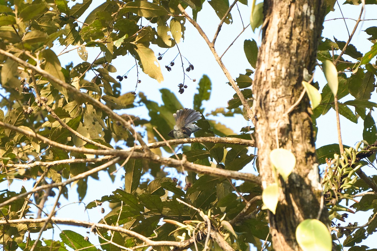 Monarca Nuquinegro - ML646172022