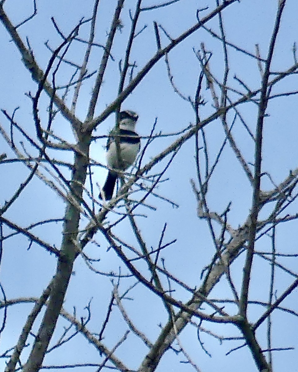 Batis Molitor - ML646172023