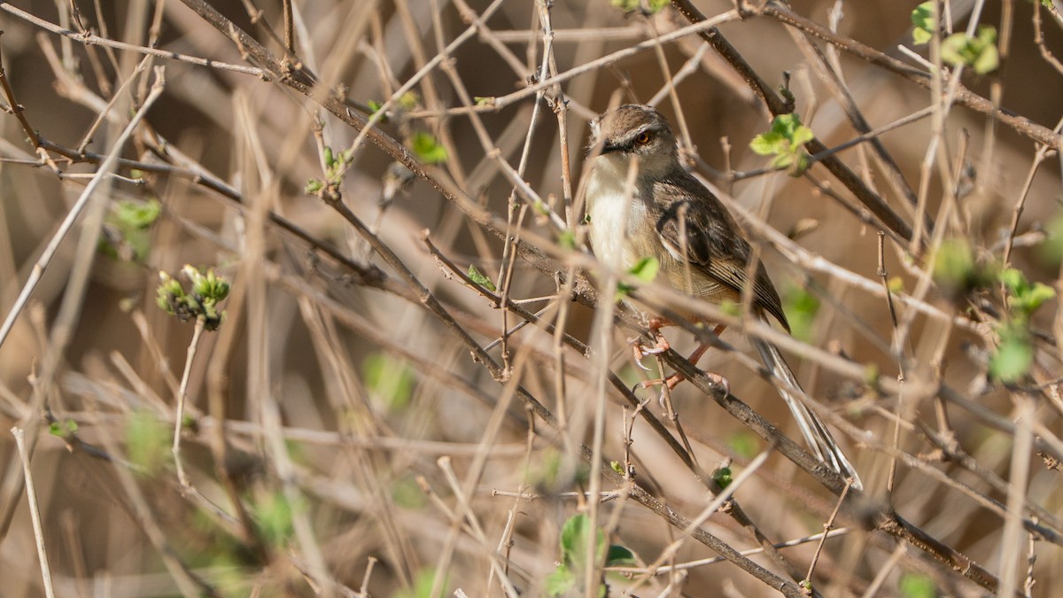 Prinia Modesta - ML646172024