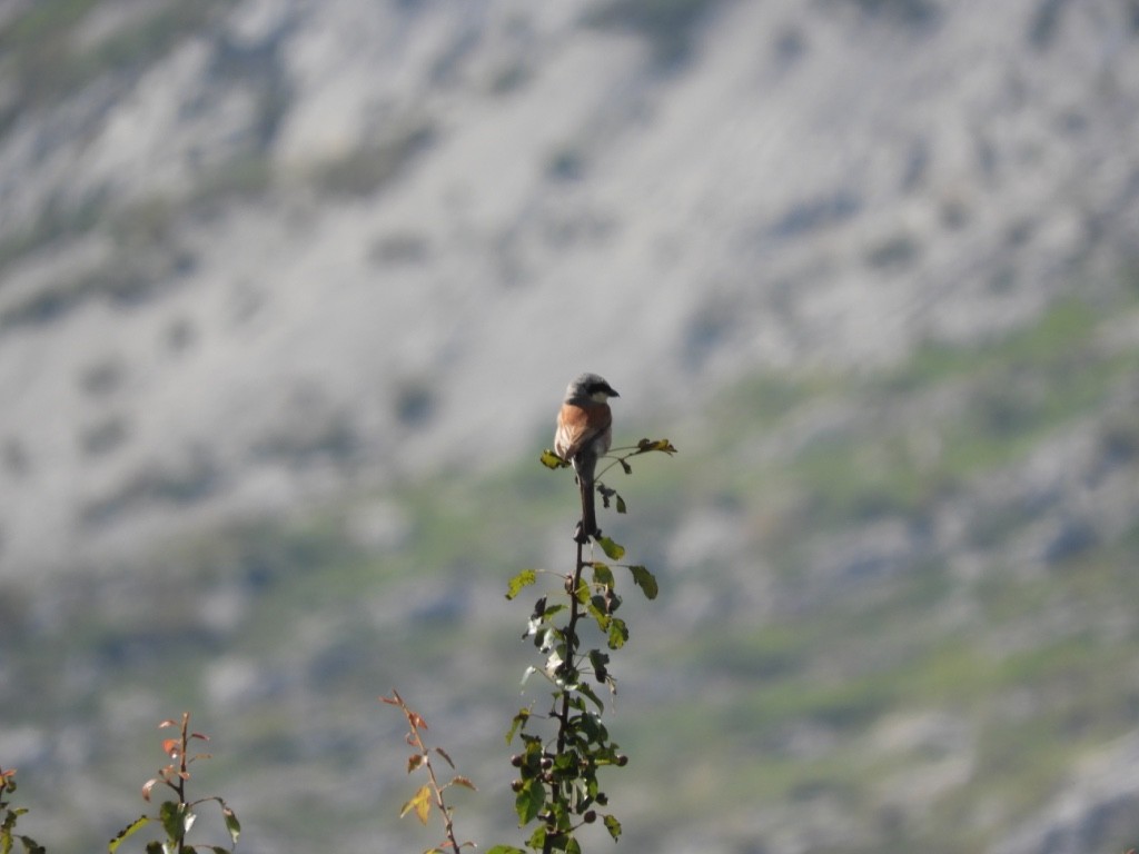 Alcaudón Dorsirrojo - ML646172025