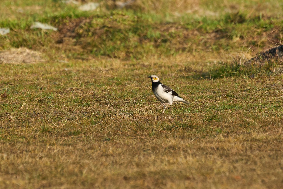Estornino Cuellinegro - ML646172026