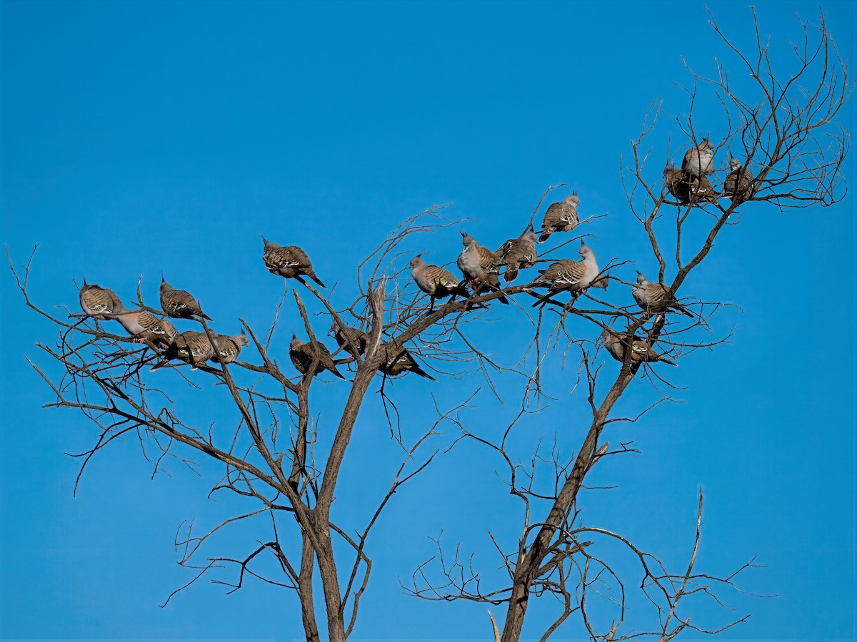 Paloma Bronce Crestada - ML646172027