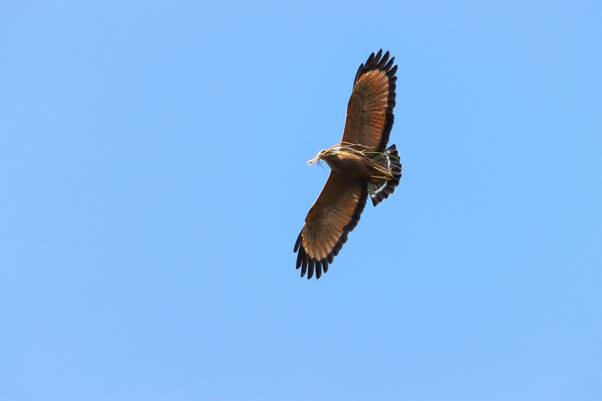 Busardo Sabanero - ML646172029