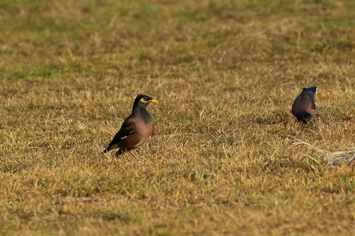 Miná Común - ML646172031
