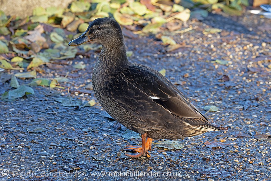 Ánade Azulón - ML646172034