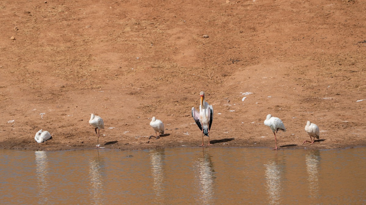Espátula Africana - ML646172036