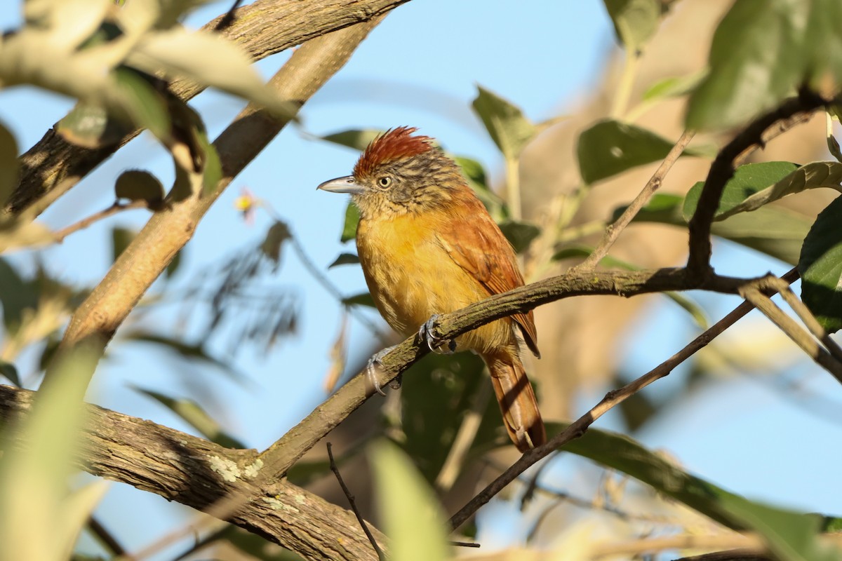 Batará Barrado (grupo doliatus) - ML646172037