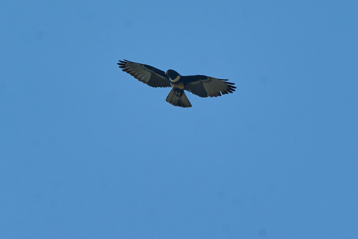 Baza Negro - ML646172038