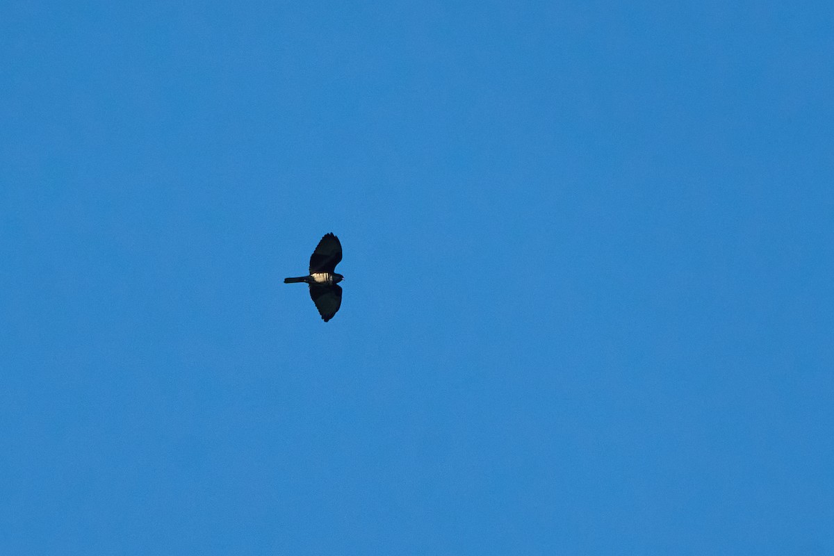 Baza Negro - ML646172039