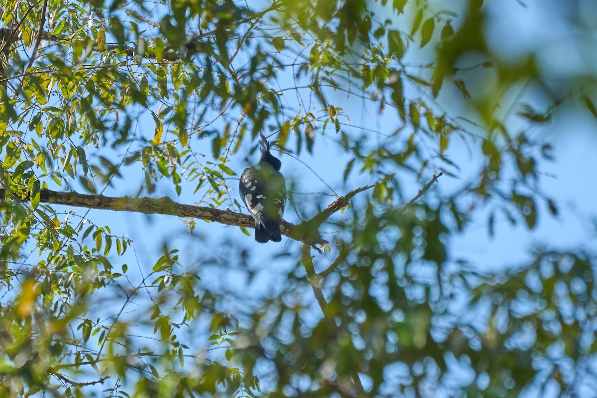 Baza Negro - ML646172040