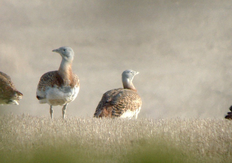 Avutarda Euroasiática - ML646172043