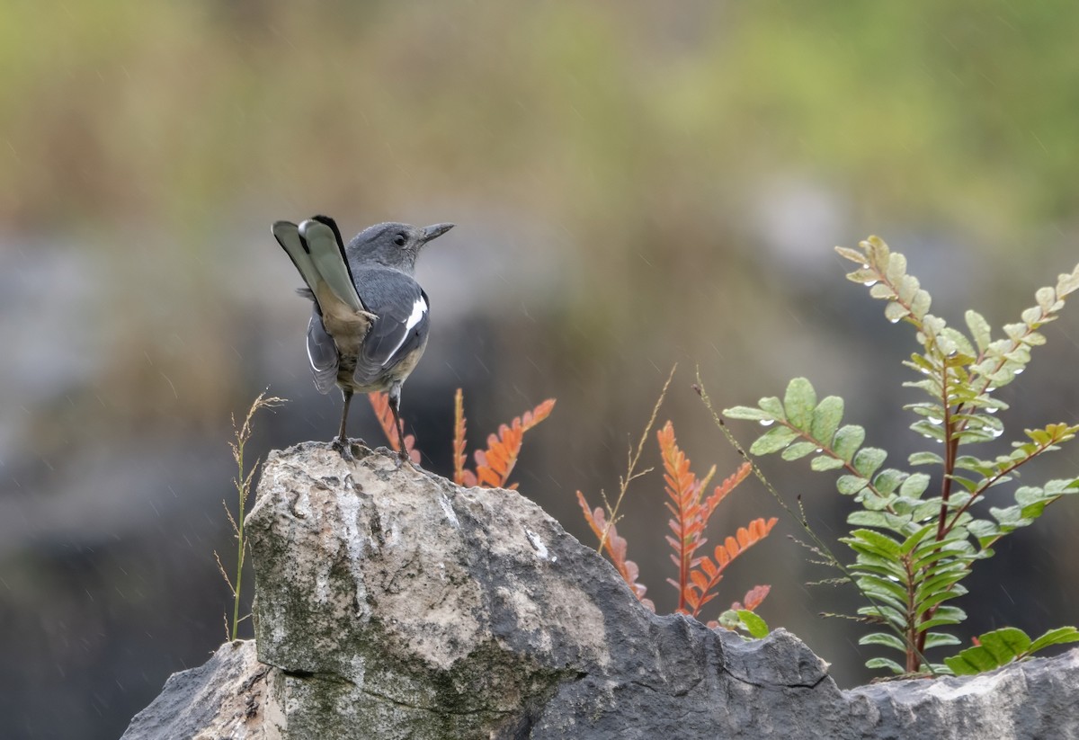 Shama Oriental - ML646172044