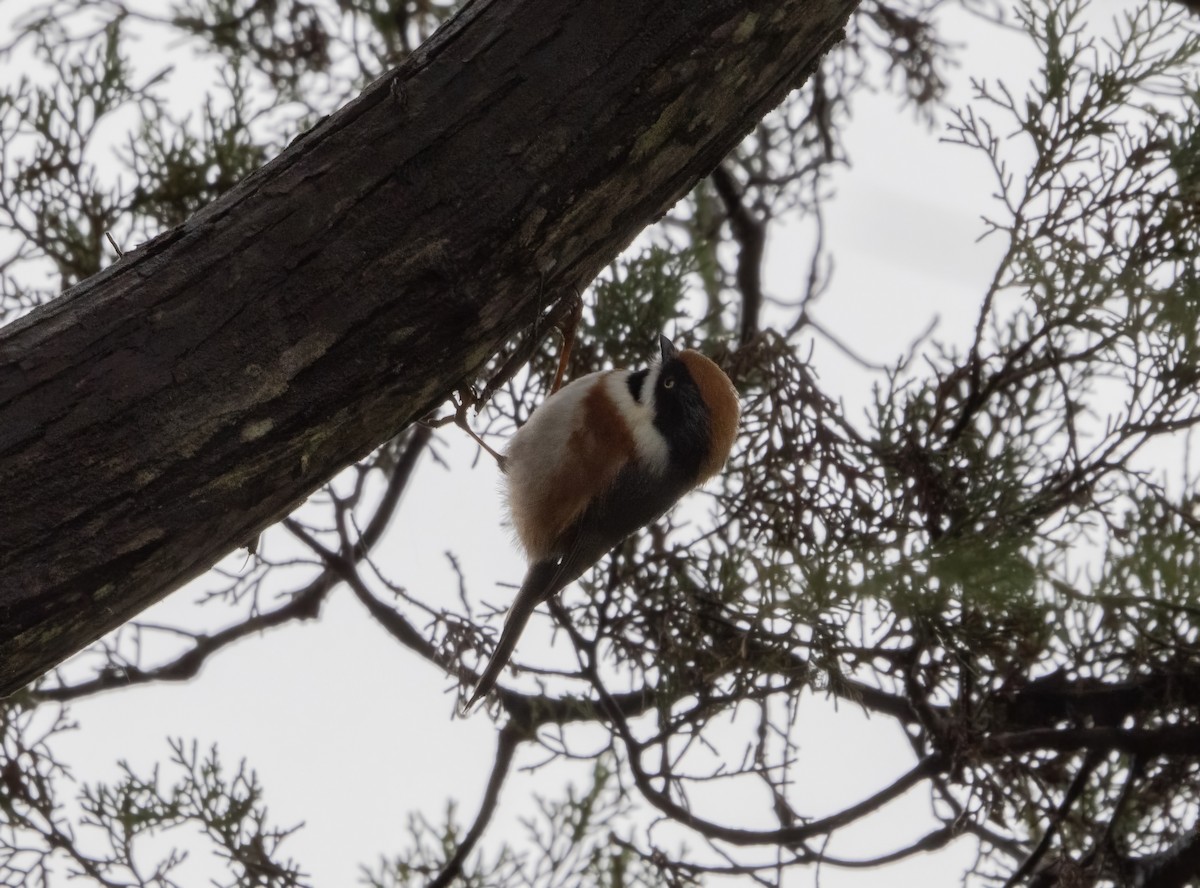 Mito Gorjinegro - ML646172045