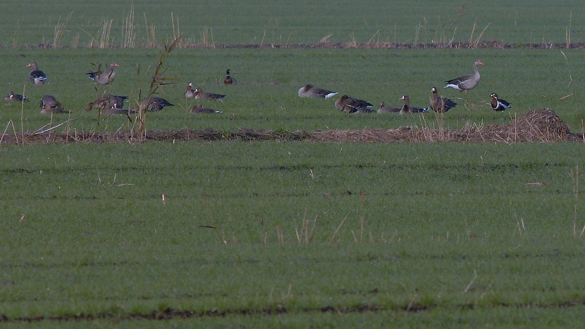 Barnacla Cuellirroja - ML646172048