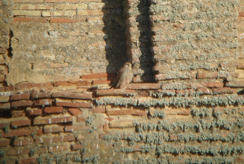 Cernícalo Vulgar - ML646172049