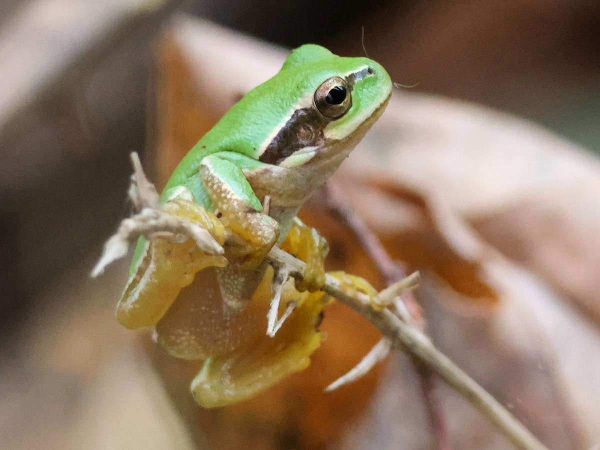 Eastern Tree Frog - ML646172050
