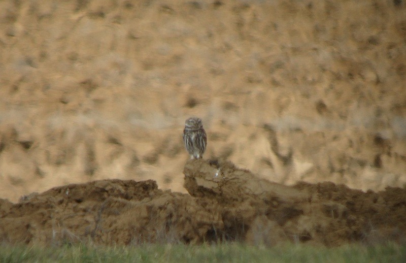 Mochuelo Europeo - ML646172051