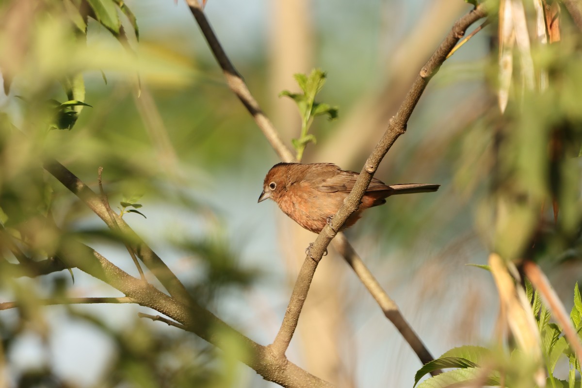 Red-crested Finch - ML646172054