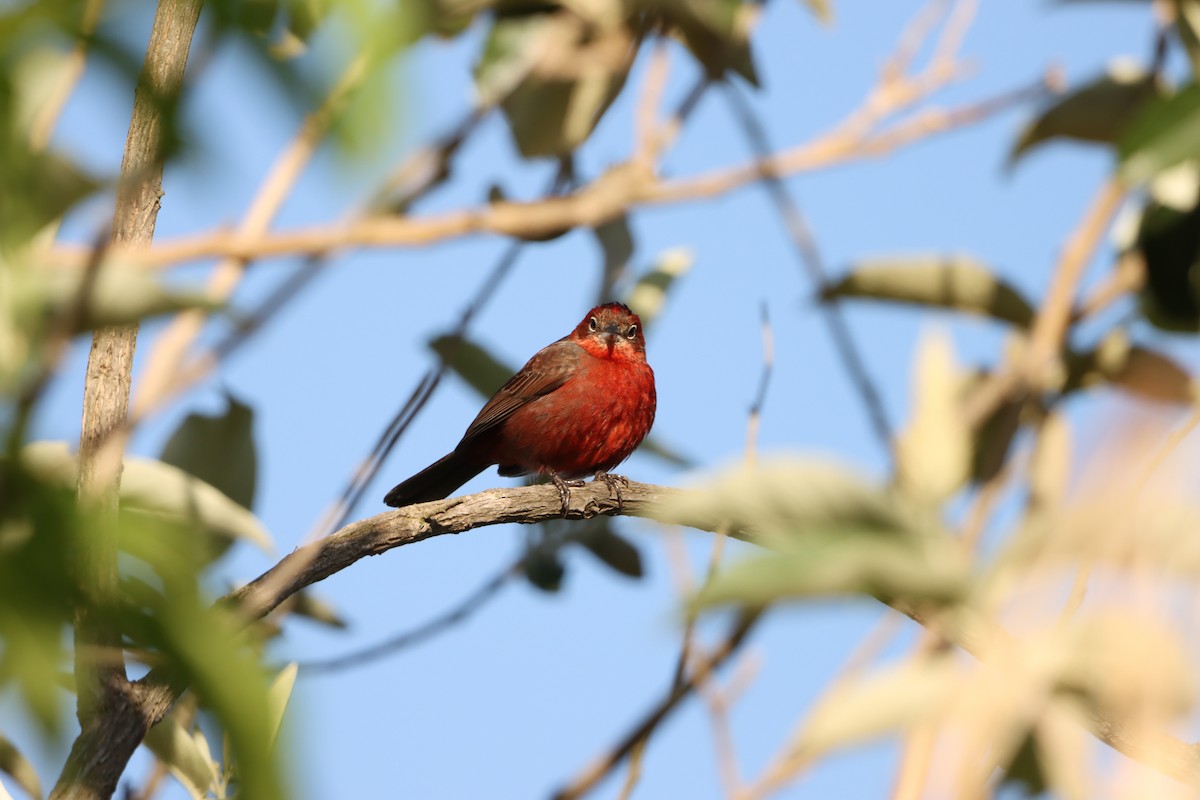 Red-crested Finch - ML646172055
