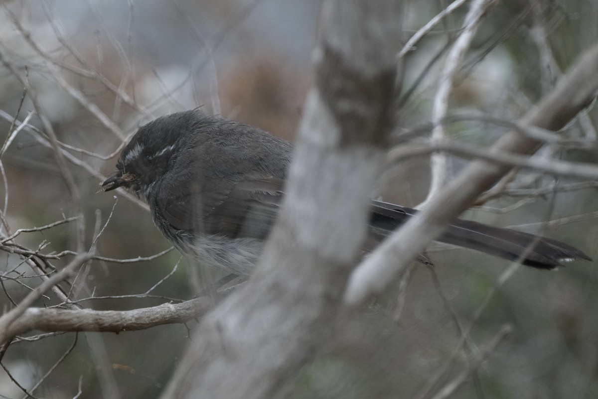 Gray Fantail - ML646172057