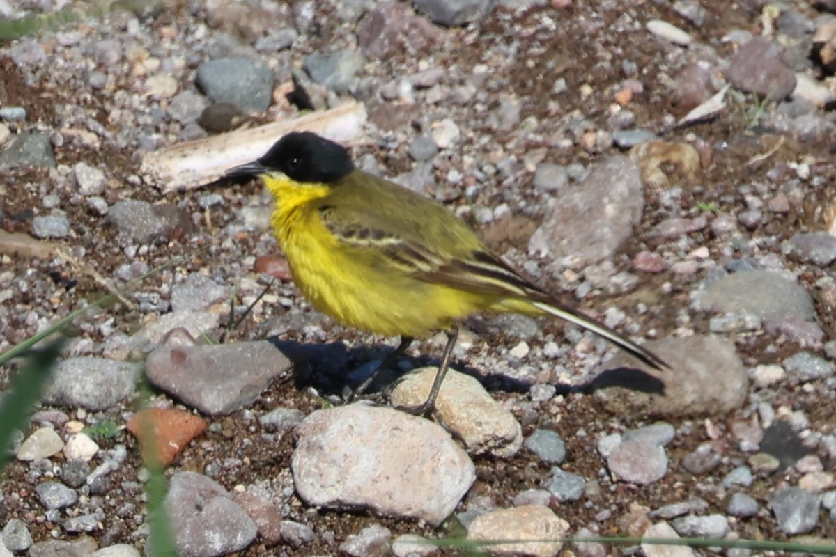 Western Yellow Wagtail (feldegg) - ML646172058