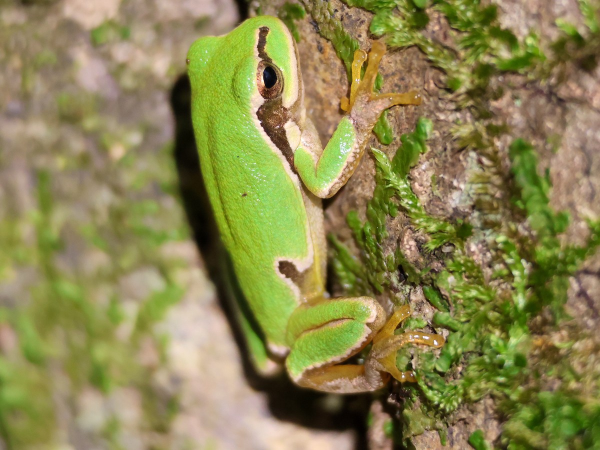 Eastern Tree Frog - ML646172064
