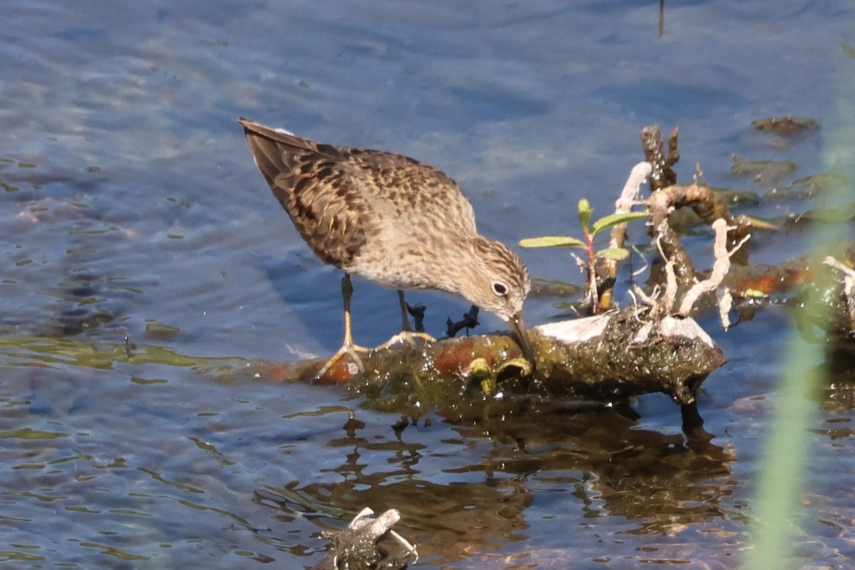 Temminck's Stint - ML646172070