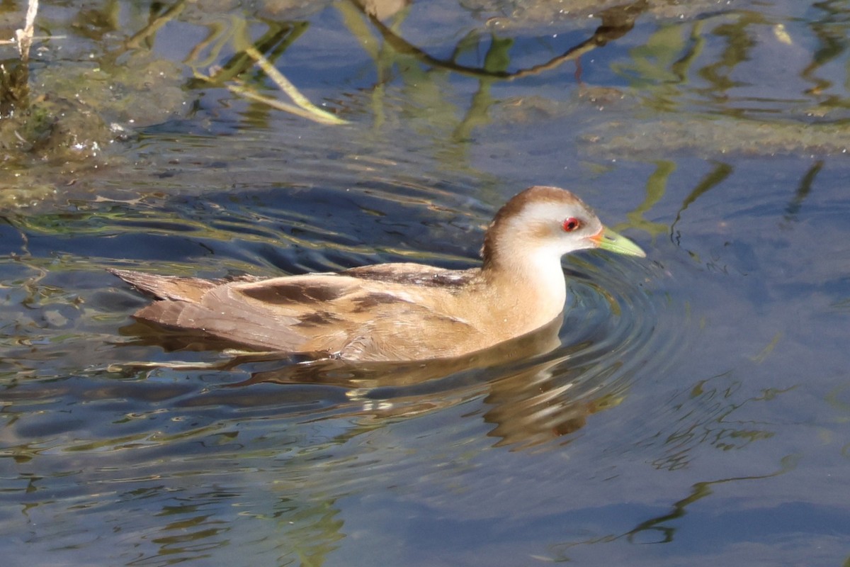 Little Crake - ML646172076