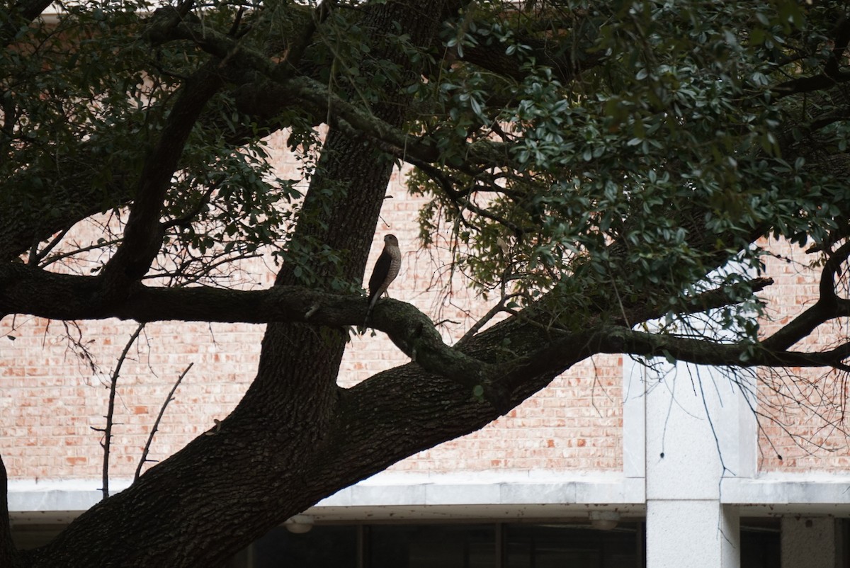 Cooper's Hawk - ML646172083