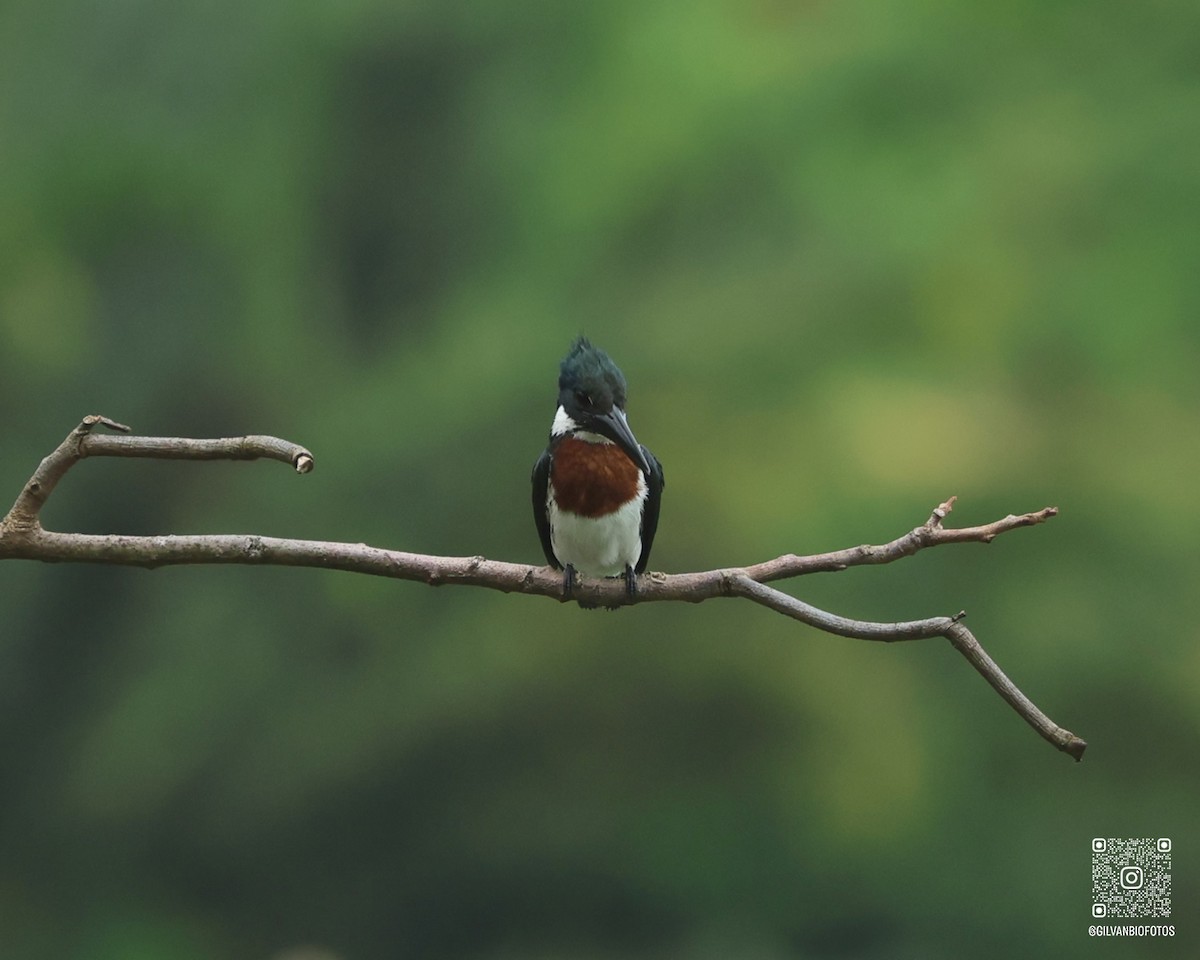Amazon Kingfisher - ML646172086
