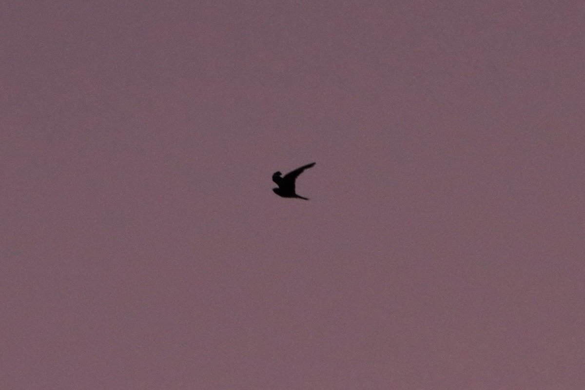 Short-tailed Nighthawk - ML646172087