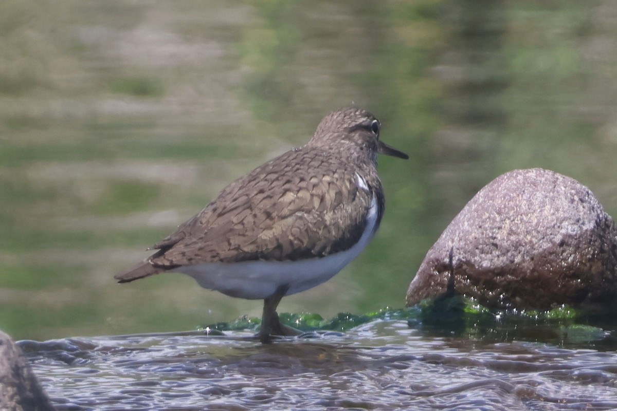 Common Sandpiper - ML646172090