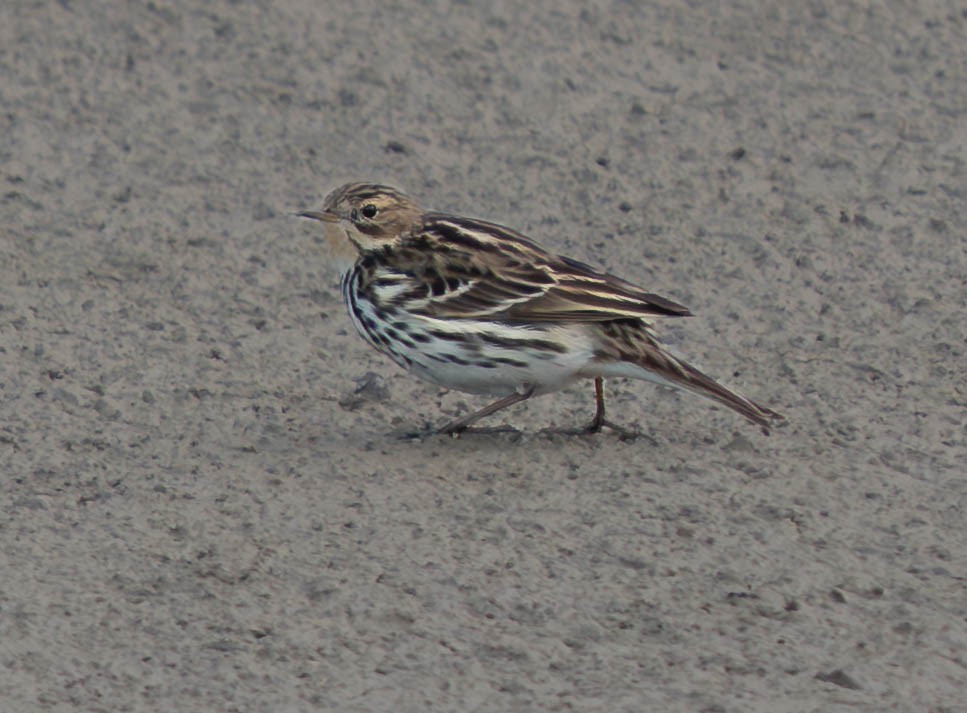 Red-throated Pipit - ML646172091