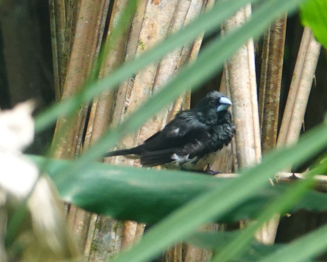 Black-and-white Mannikin - ML646172095