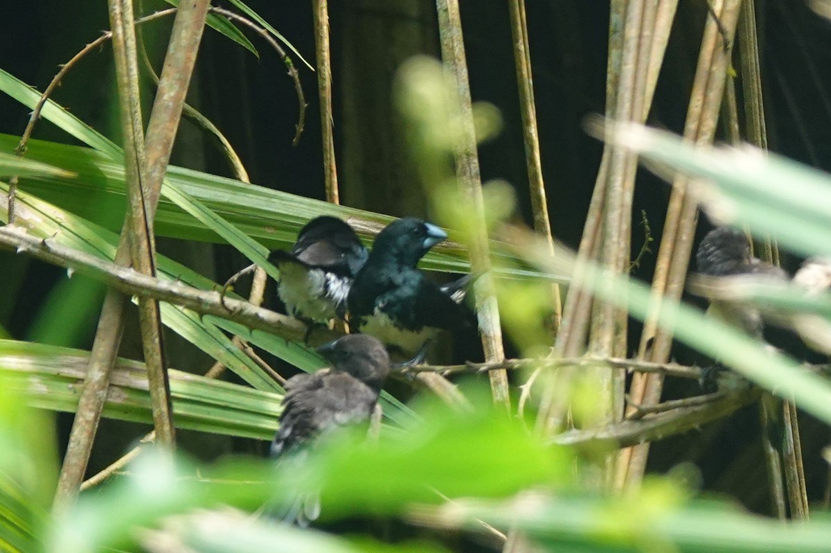 Black-and-white Mannikin - ML646172096