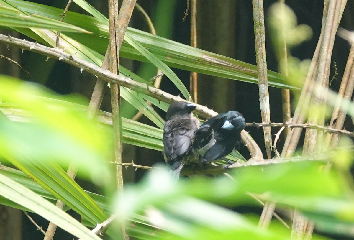 Black-and-white Mannikin - ML646172097